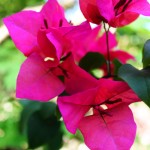 IMG_6627