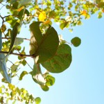 Jamaica8